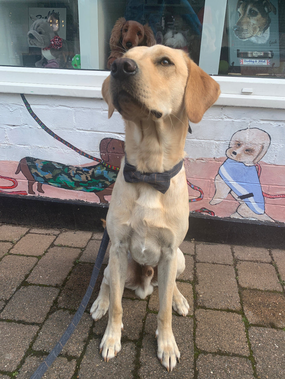 Dog wearing a bow tie sitting on a leash in front of a window with dog-themed decorations.