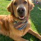 Dog wearing a colorful bandana on a grassy background