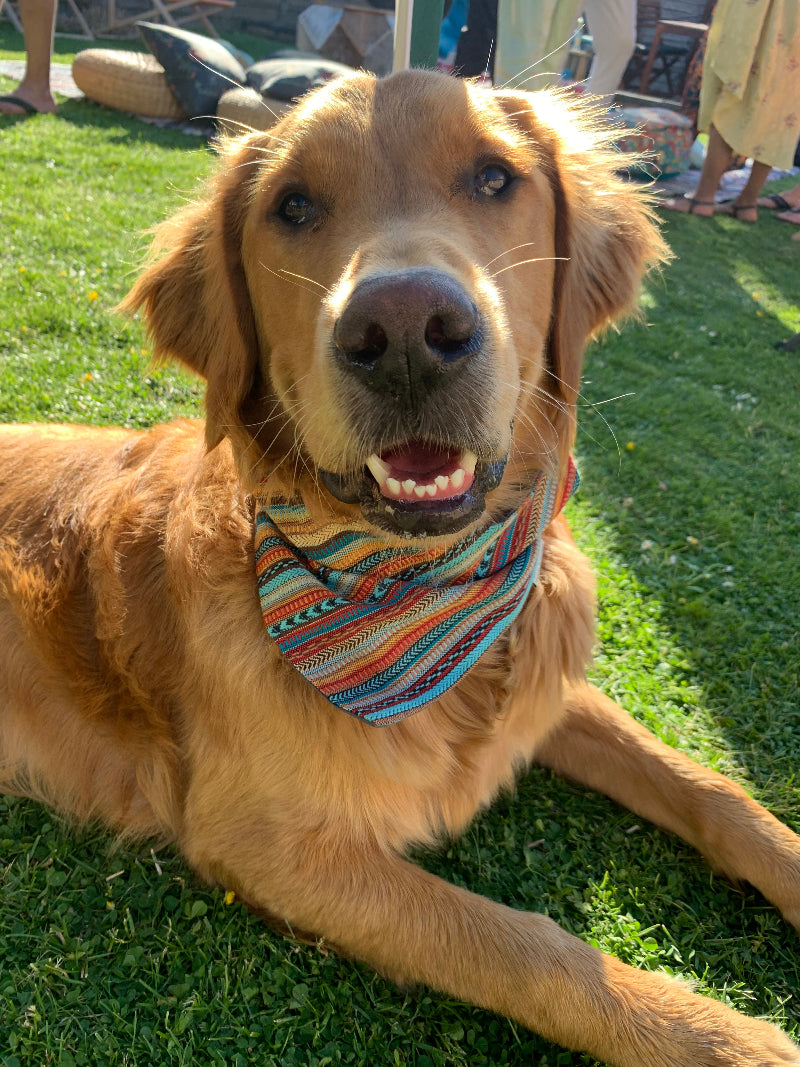 Dog wearing a colorful bandana on a grassy background