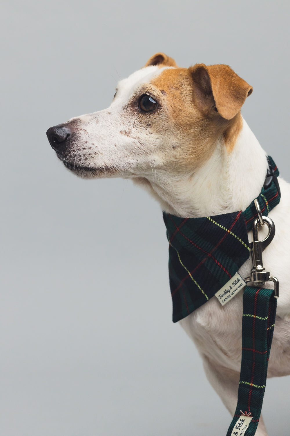 Dog wearing a plaid bandana and leash on a plain background