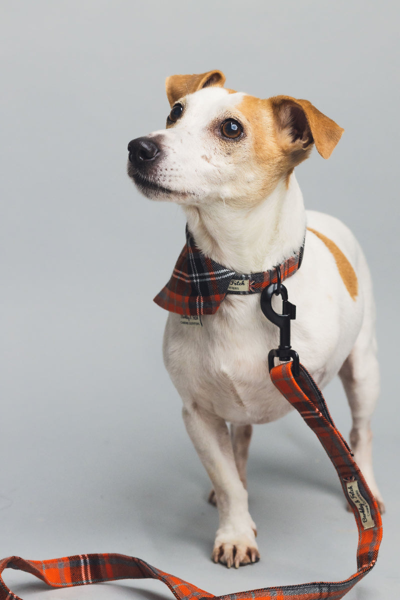 Orange and Grey Tartan Dog Collar