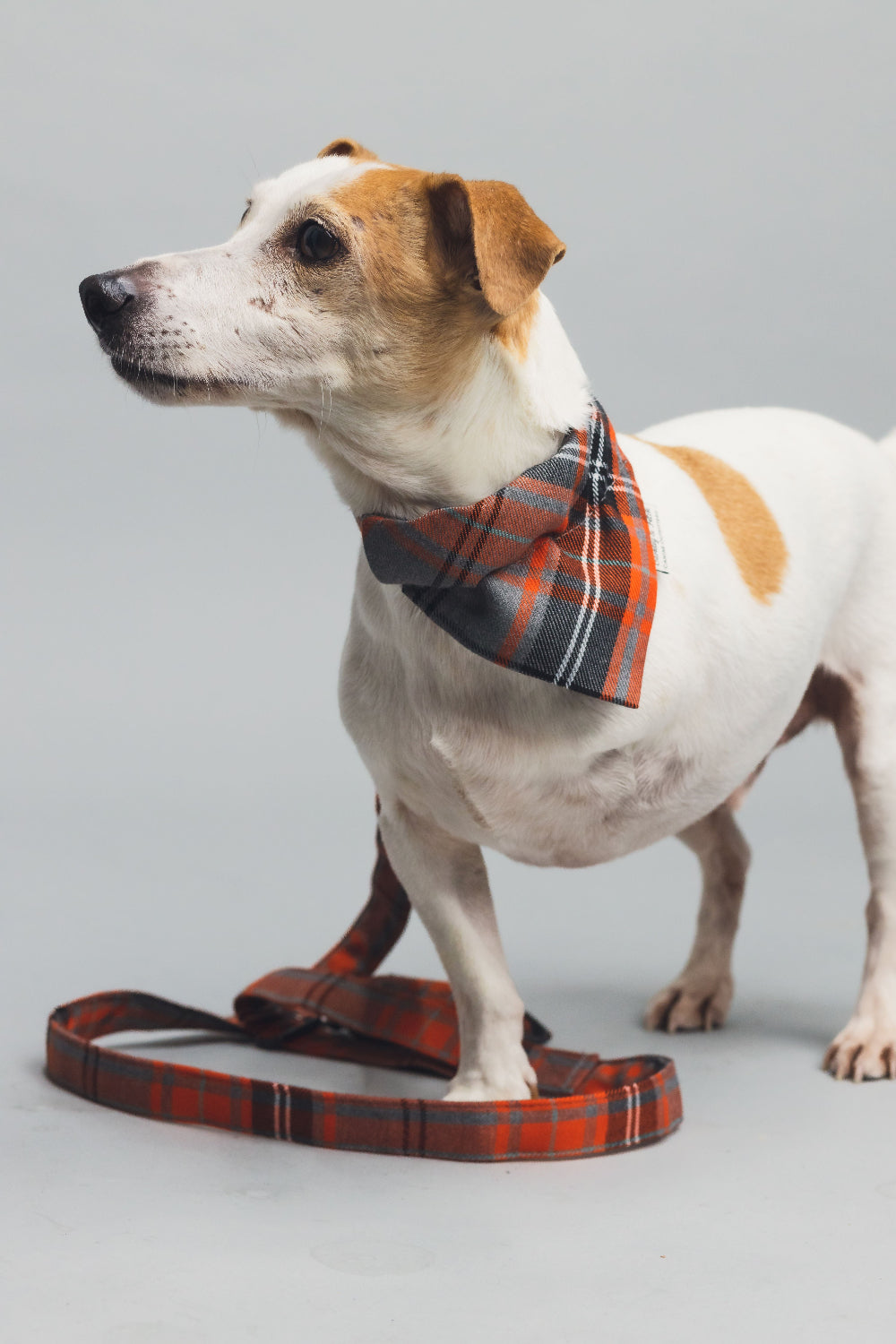 Dog wearing a plaid bandana with matching leash on a gray background