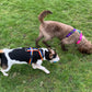 jack Russell and mini labradoodle dogs sniffing on green grass wearing barkley and fetch handmade harnesses