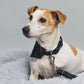 Green/Navy Tartan Dog Collar