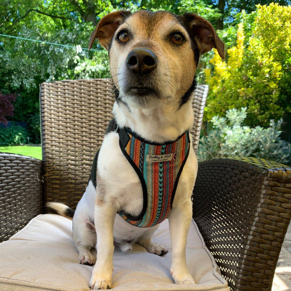 jack russel wearing dreamcoat harness sat on a garden chair. handmade in uk by Barkley and fetch