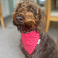 chocolate labradoodle wearing a red spotty neckerchief