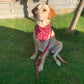 Dog wearing a red bandana sitting on grass with a leash