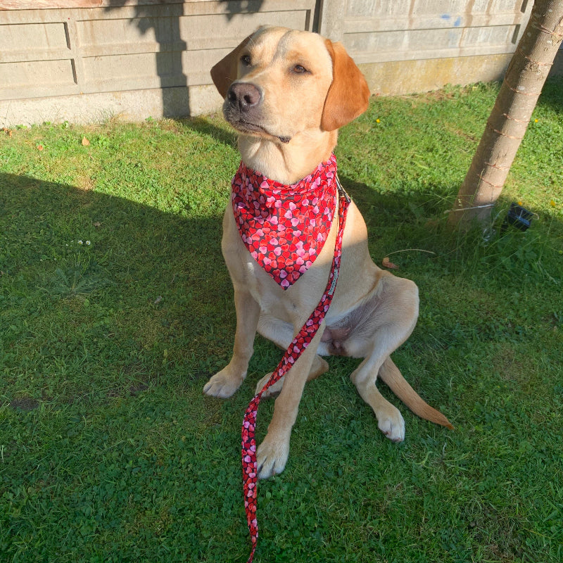 Dog wearing a red bandana sitting on grass with a leash