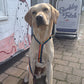 labrador in rainbow strap harness sat in front of Barkley and Fetch sign