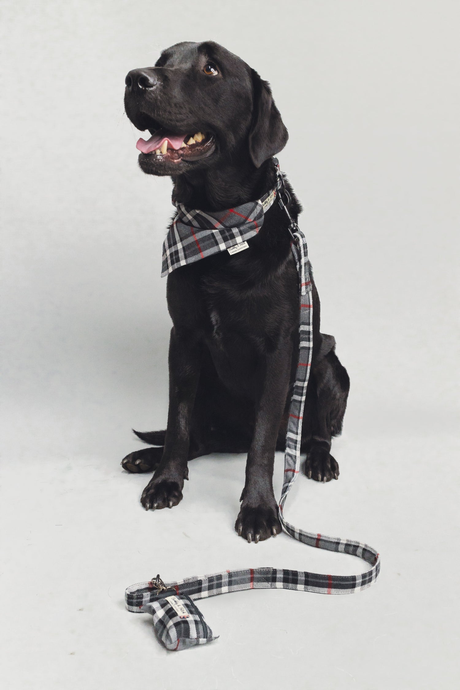 black labrador wearing black-white tartan collar lead and bandana with his tongue out