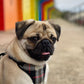 pug sat in front of beach huts with tongue out wearing barkley and fetch harness