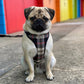 pug sat in front of colourful beach huts wearing a black and beige harness