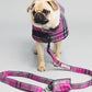Pug wearing a pink plaid coat with matching leash on a light gray background