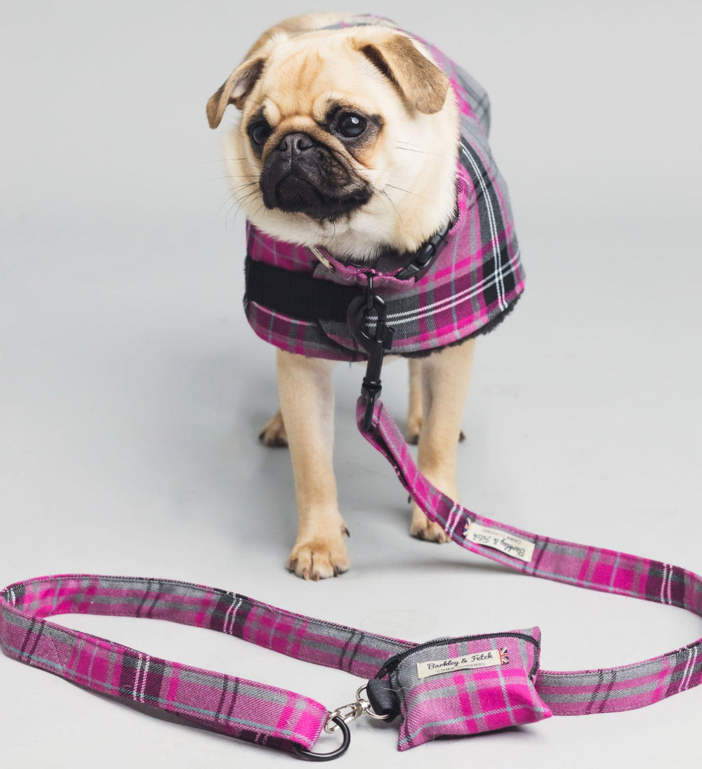 Pug wearing a pink plaid coat with matching leash on a light gray background