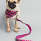blonde pug wearing pink tartan bandana and lead