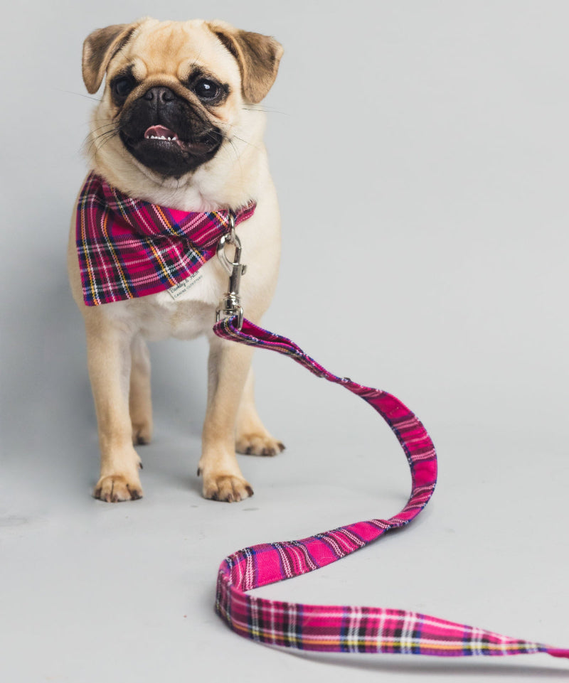 blonde pug wearing pink tartan bandana and lead