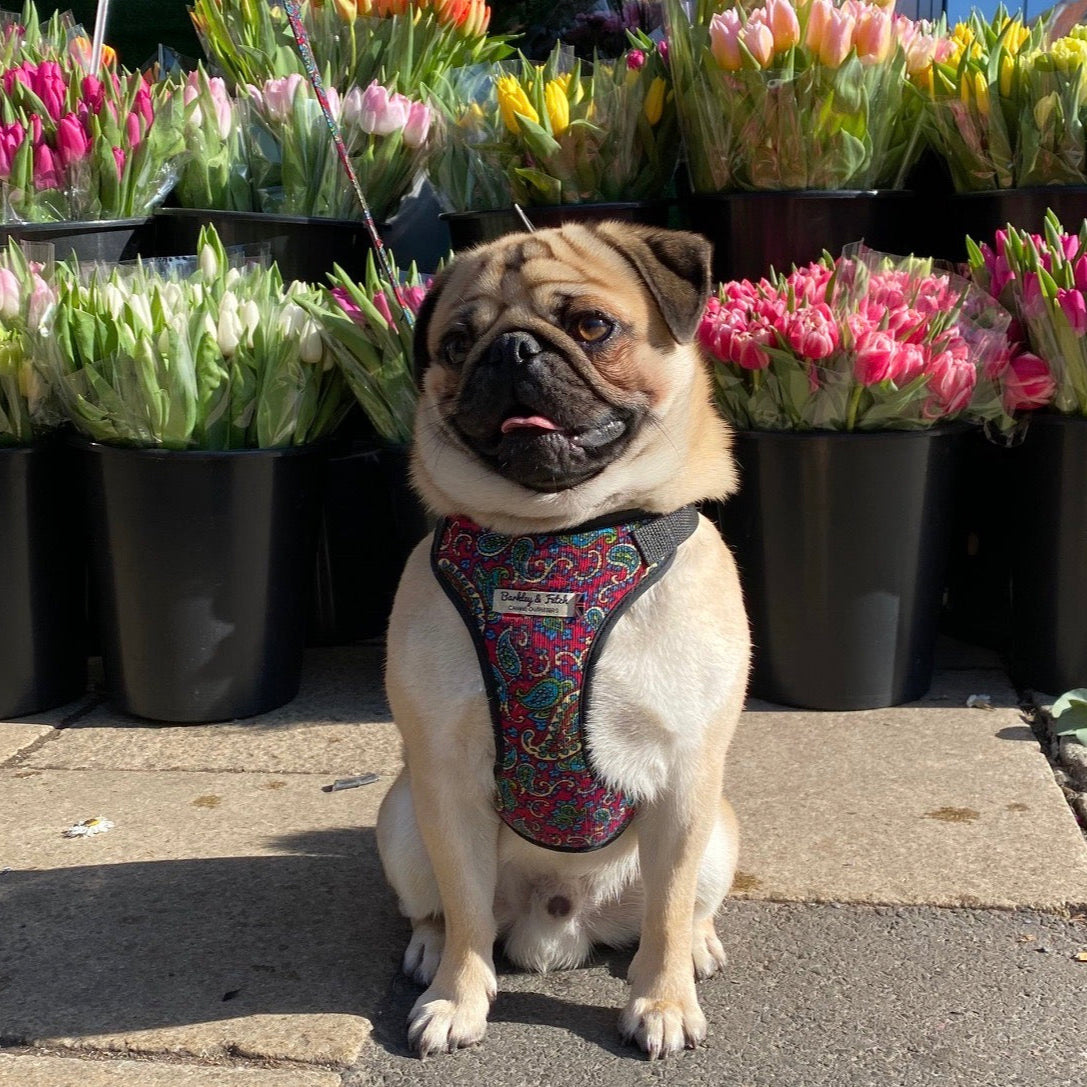 pug wearing paisley harness in front of a flower stall