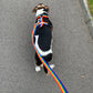 Rainbow Webbing Harness