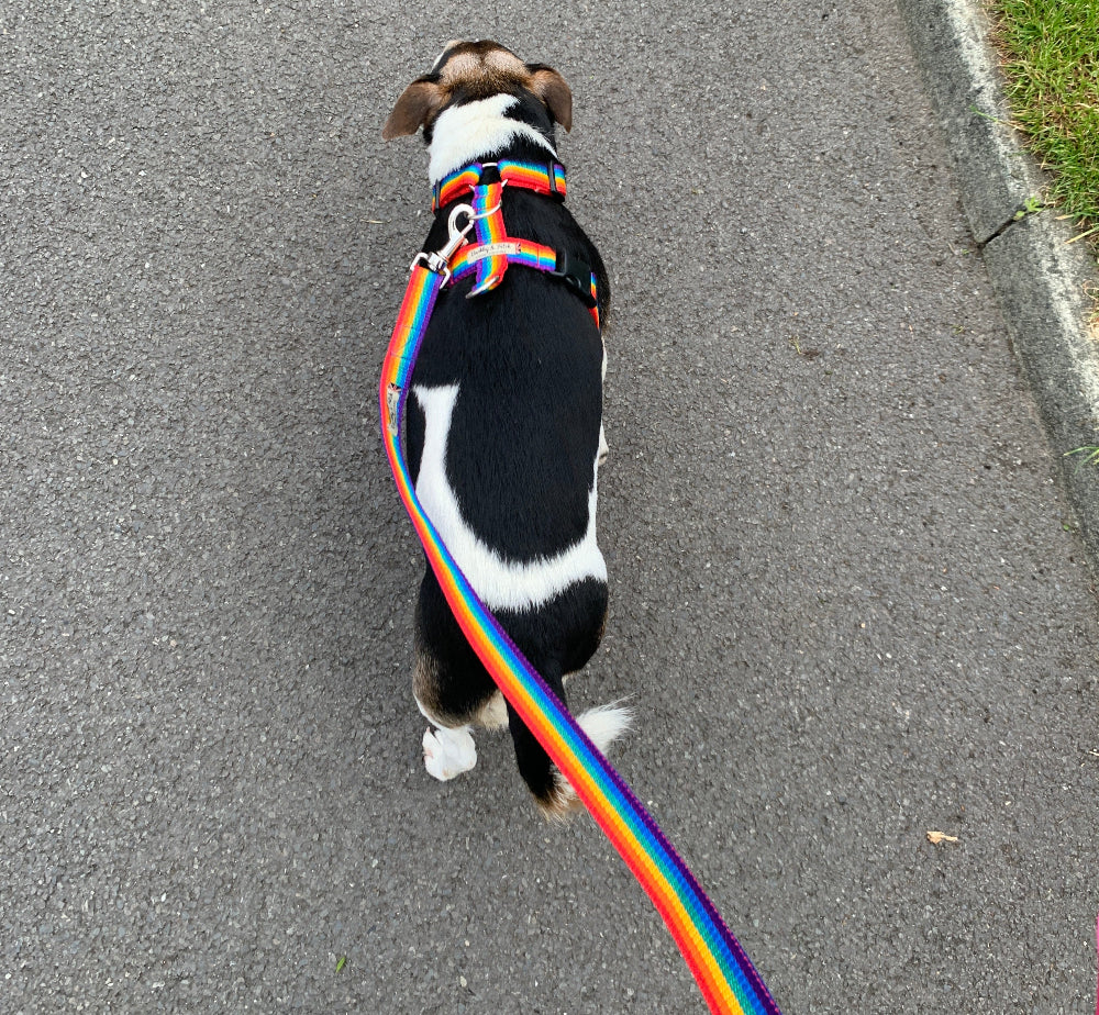 Rainbow Webbing Harness