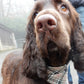 Close-up of a brown dog with a plaid collar, looking directly at the camera.