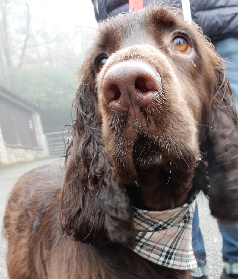Close-up of a brown dog with a plaid collar, looking directly at the camera.