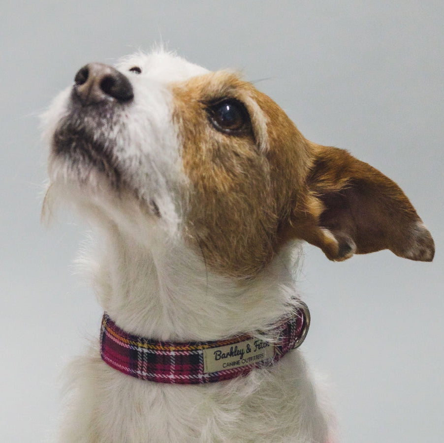 wire haired parsons jack Russell in pink tartan collar looking upwards